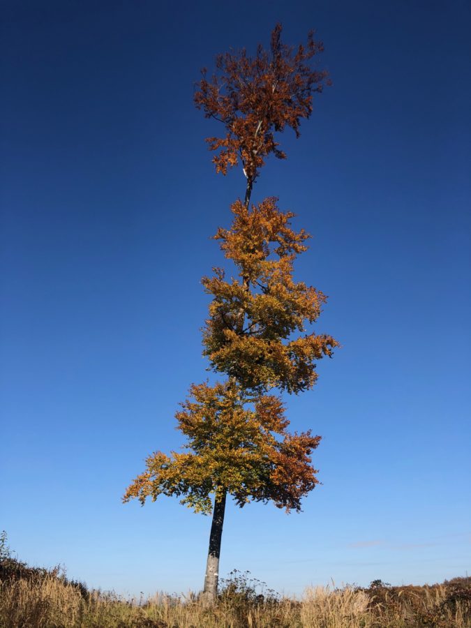 Veľká Grgalica - Barborská cesta