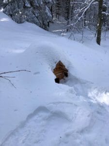 Zapadnutá studnička na Poľane